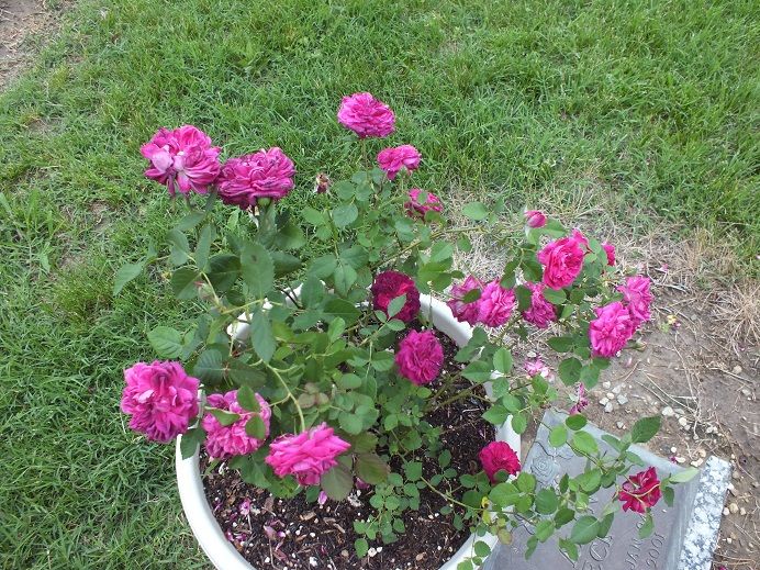  photo eugenecemetary_zps1a9e78d1.jpg